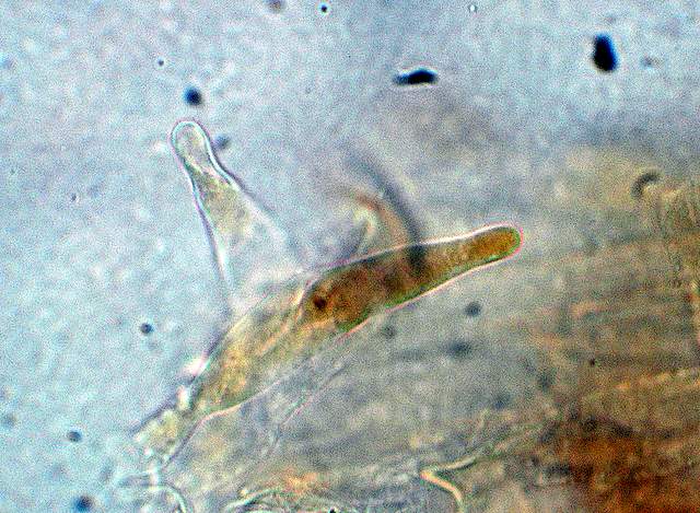 Galerina da deteminare n�11.